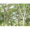 江苏南京供应榉树等多种绿化苗木